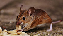 24 Hour & Emergency Exterminators in No Chas, SC